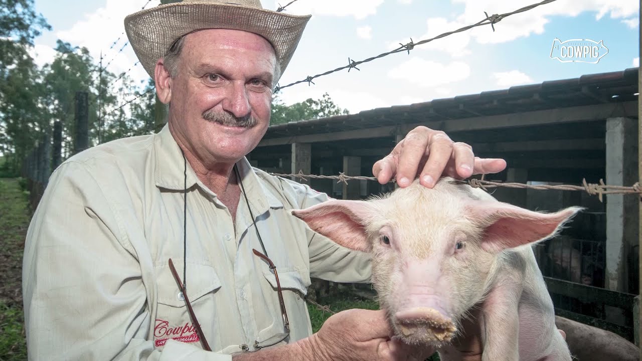 Carne de Porco ou Suíno ?